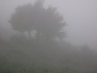 fugio Pirao-20101010 003
